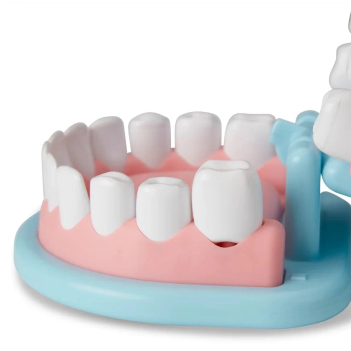 Zestaw małego dentysty - miniatura 6